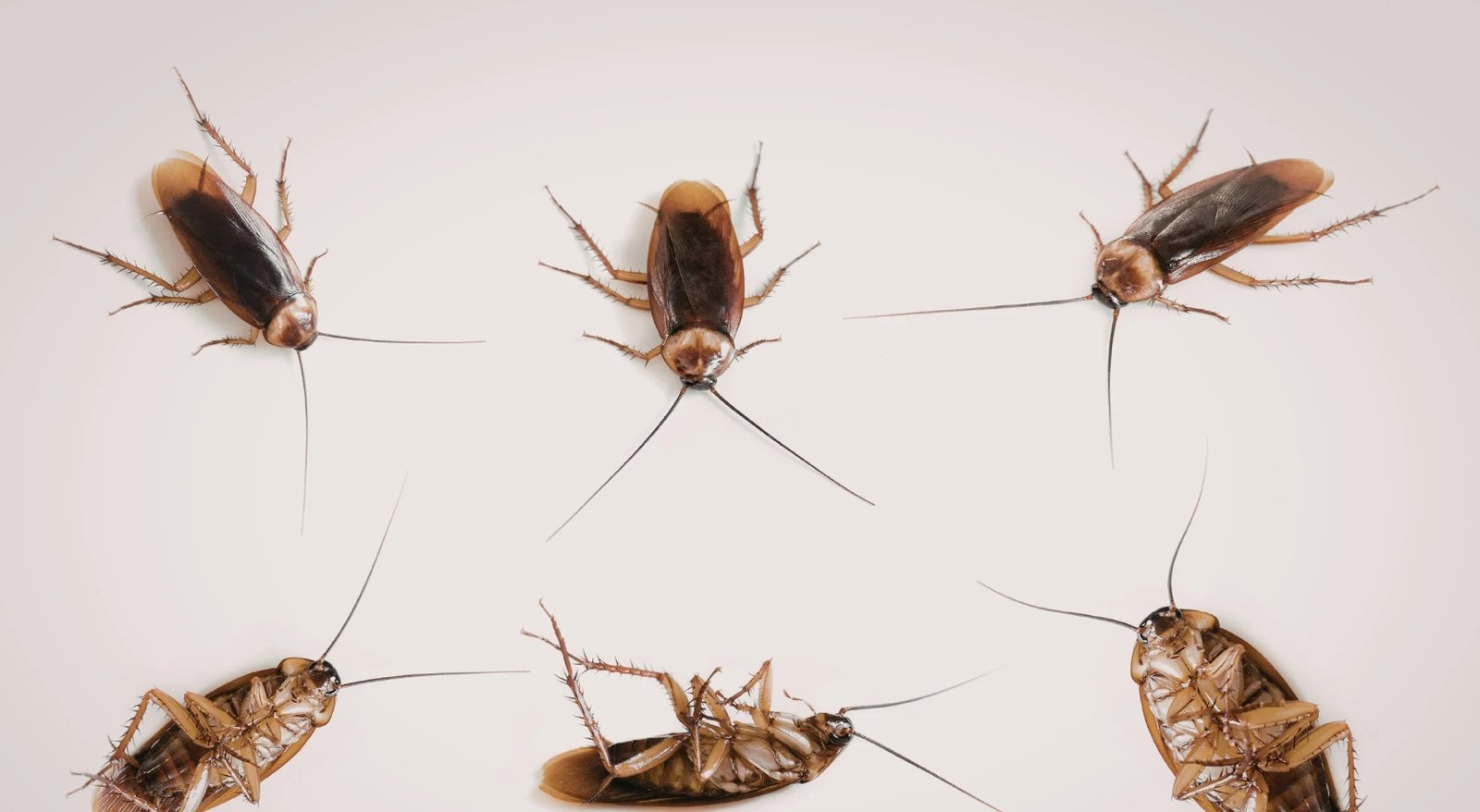 Cafard de jardin : notre tuto complet pour s&rsquo;en débarrasser